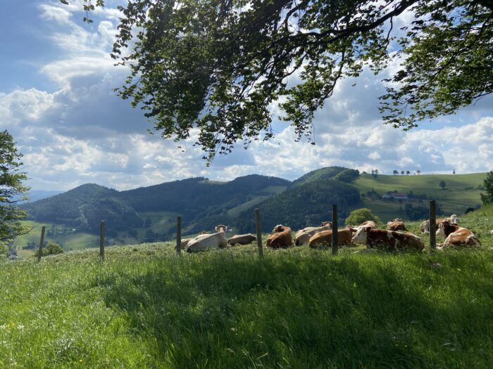 Landschaft mit Kuhweide